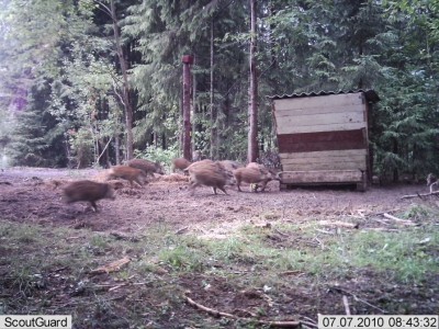 metsakaamera 313.jpg