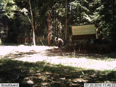 metsakaamera 282.jpg