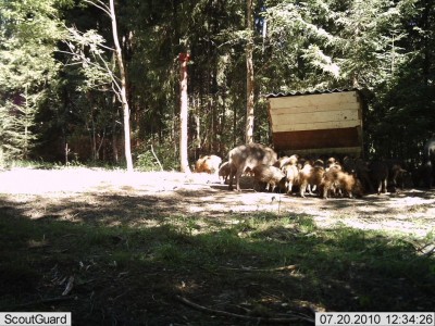 metsakaamera 308.jpg