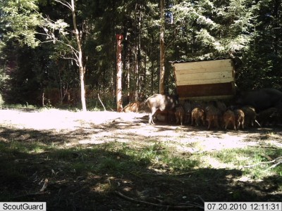 metsakaamera 296.jpg