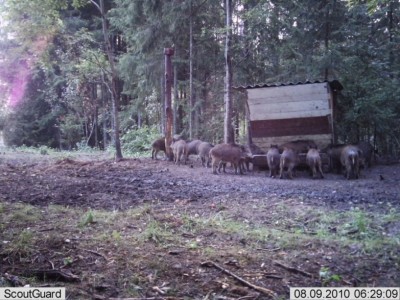 metsakaamera 027.jpg