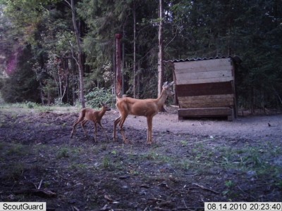 metsakaamera 200.jpg