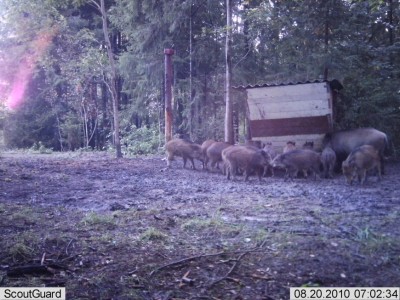 metsakaamera 834.jpg