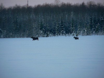 13 detsember 2010 põdrad 011.jpg