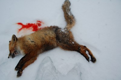 Kaivo rebane . 004.jpg