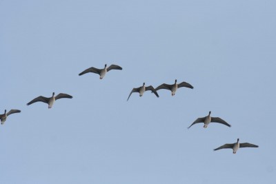 Mina arvan et on suur-laukhaned. Täna oli taevas hanedest lausa tulvil ja seda kaagatamist ja kiljumist! Hanegurud võiks kas kinnitada või siis öelda mis haned need on.