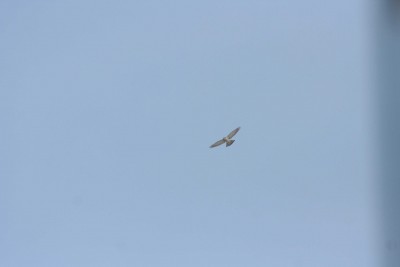 Yksik kull tiirutas ka hanedest hulga kõrgemal, kellega tegu, ei suuda tuvastada.