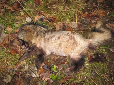 Kaamera 2011_11_28 015.jpg