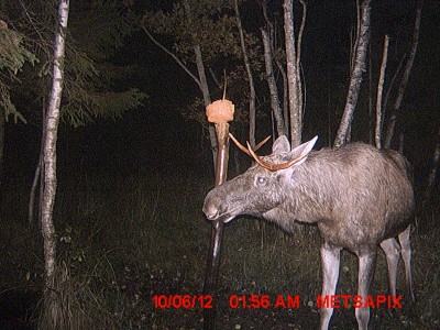 Veel üks pulli hakatis.