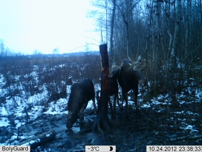 ema kahe karvase vasikaga