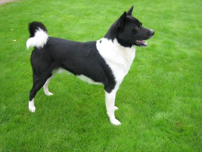 Meie laika selline. Kadunud juba 10.11.2012<br />Kadus Jõgevamaal. Nähtud on teda Oonurmes