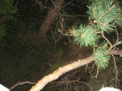 kukuu. kes on pildil?