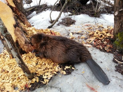 Kobras 17,5kg MED.jpg