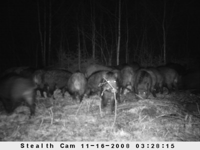 mõned sead minu söödakohal