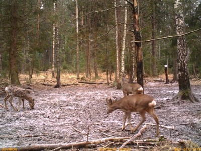 Metsakaamera 2014_02_24 087.JPG