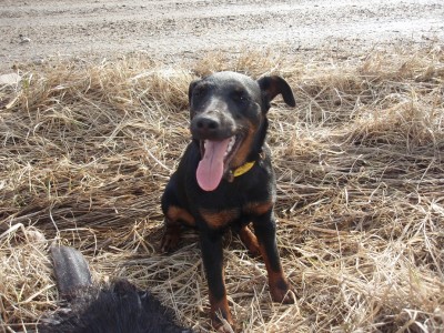 Brita esimene kobras 020.JPG