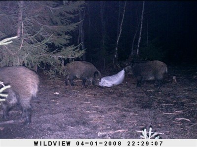 Siga_02_04_08 111.jpg