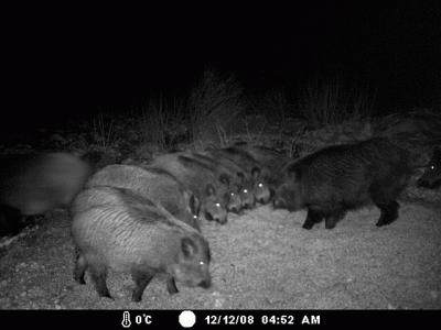 õhtune rivistus.gif