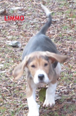 Jahisarv Limmo Serex