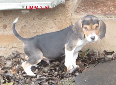 Jahisarv Limpa Serex