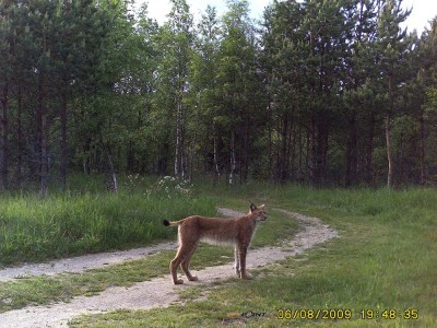 Ilves 08.06.09 v1.jpg