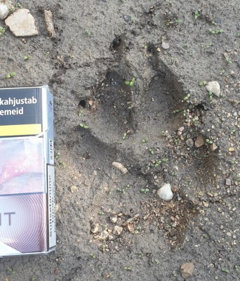 See on võib-olla vähe parem pilt.