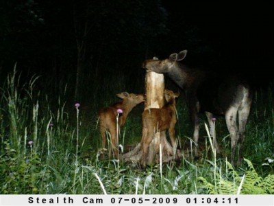 Kaamera 12_07_09 019.jpg