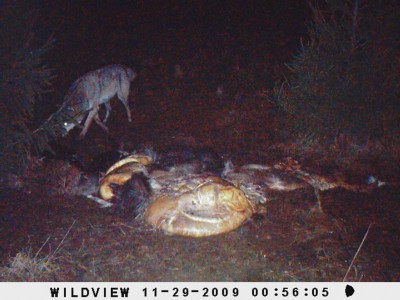 29.11 hunt väiksem.JPG