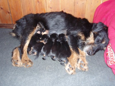 Naksi teine pesakond 010.jpg