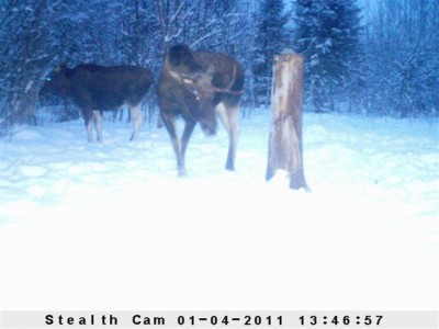 Kaamera 2010_01_08 068.jpg