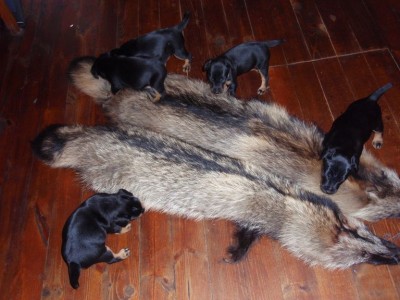 Nüüd harjutatakse juba kährikujahti.