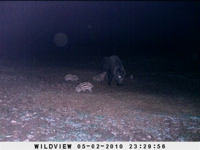 Kaamera 2010_05_04 008.jpg